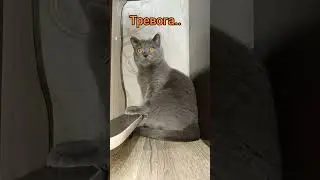 Кот #cat #британский