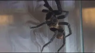 Colombian Dwarf Blue Tarantula aka Colombian Bluebottle Still Trapped in Habitat