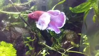 Introducing black emperor tetra to betta fish