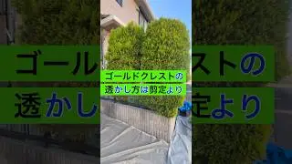 ゴールドクレスト（コニファー）の環境に合わせたお手入れ方法#庭師