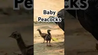 Have You Ever Seen Baby Peacocks? #birds #peacock #animals #shorts #viral