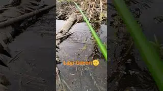 Gacor Sore&sup2; 👍 Fishing #angler #fishing #salamstrike