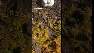 Eastern prickly pear zone 6 Lockport NY
