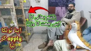 Hashim bhai visit my home . Kabotaro ka shoq kya #skypigeons 