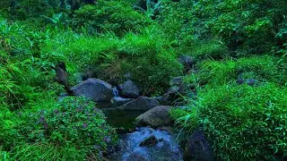 Soothing Mountain River | Relaxing Stream Flow, Forest Ambience & No Birds Singing ASMR