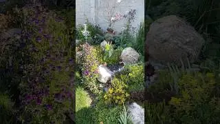 Rock border softened with sedum and violas.🌸💜🌼 #viola #sedum #rockgarden #flowers #shorts