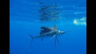 Fishing Castor Bank Madagaskar November 🚣&zwj;♂️ Trailer Verr&uuml;cktes Angeln in Afrika!