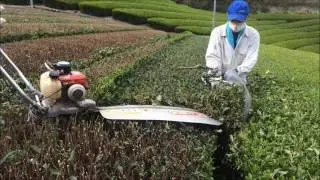 TWO MEN TEA PRUNER R8GA1