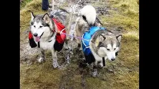 Backpacking with Alaskan Malamutes / Arctic Expedition Training