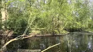 【Spring Walk】The green surroundings of Park Groenestein | 緑あふれるグルーネスタイン公園【オランダ】#42