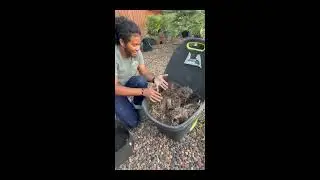 Potato Flop! Our First Siracha Pepper + A Laughable Potato Harvest