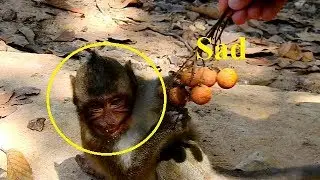 Much Pity Little Orphan Jessie Scare Big Monkey When Cameraman Give Fruit To Her - How Jessie Now?