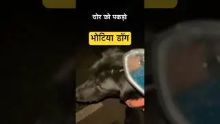 Bhotiya dog ne pakda chor #shorts #youtubeshorts #thief #bhotiyadog #guarddog #securitydog #pets