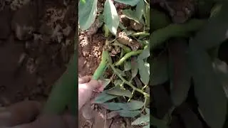جولة في الحقل #زراعةـالخرشف