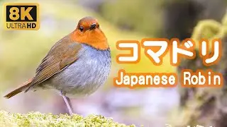 苔の上のコマドリ (Japanese Robin)