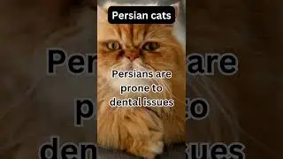 Dental Drama: The Persian Predicament, #shorts, #catfacts, #subscribe, #cats, #cat video