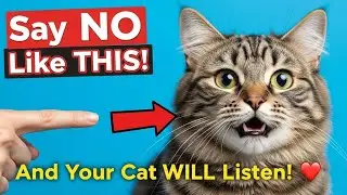 This Is How to Tell Your Cat &lsquo;NO&rsquo;&mdash;And They&rsquo;ll Understand
