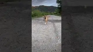 The Man That Rescues Dogs Foundation TMTRD