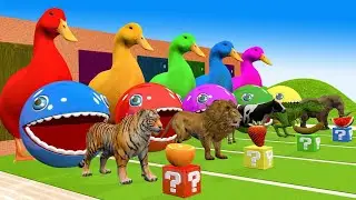 paint animals,lion,cat,gorilla,cow,boar,sheep panda,tigerelephant,zebra,fountaincrossing animalduck