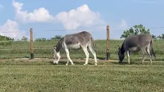 Are donkeys stubborn or just smart?