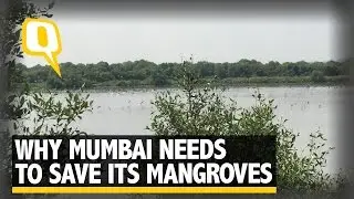 The Quint: Saving the Mangroves: Why Mumbai Needs its Nature