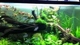 220g planted tank