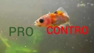 I PRO E CONTRO DEL MIO ACQUARIO D'ACQUA FREDDA 🐟🐟🐟🐟🐟
