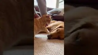The Dog Didn&rsquo;t Even Do Anything &ndash; But the Cat Stole the Show #FunnyPets #CatVsDog #PetDrama