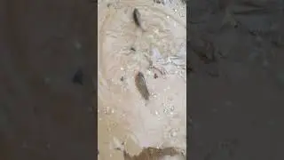 Fish after rain #greenhouse #fishing #nature #fish #food