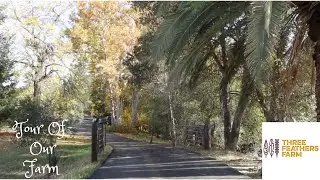 Three Feathers Farm, Bay Area, California, walking tour!