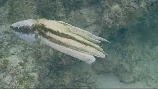 Making a Documentary VLOG 1: Diving Key West and an octopus