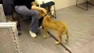 Jake, Rhodesian Ridgeback, Puppy Pre-School, November 2007