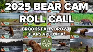 Bear Cam Roll Call - Which Bears Have Been Seen So Far?