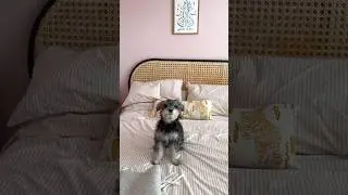 Miniature schnauzer self care routine 🐶 #puppylife