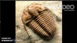 Fossil Record