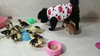 FUNNIEST Animals Caught on Camera😼😍The puppy, kitten, and duckling having lunch together.