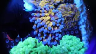 Aquacultured Aussie Gold Torch coral | TerraReef Aquariums