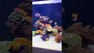 My favorite corner of the reef tank! #reeftank #aquarium #aquariumhobby #reefaquarium #reefaquarium
