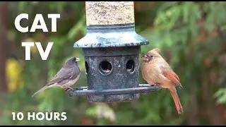 Backyard Breakfast for Birds - 10 Hour Hanging Feeder - Video for Pets and People - Nov 26, 2023