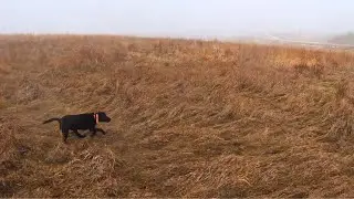 Brutal WIND and RAIN - chasing Iowa Pheasants!