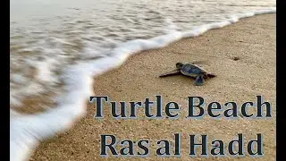 Turtle Beach at Ras al Hadd