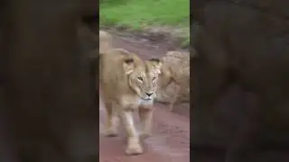 Infanticide by female lions | Killing of cubs by their own mother | Lioness killing it's cubs 🦁🦁🦁