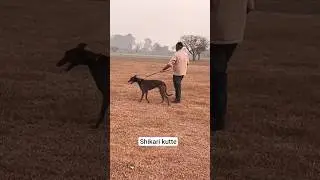 shikari kutte greyhound dog racing dog