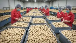 Inside the global cashew nut industry | behind a high-tech factory worth millions worldwide today