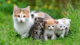Mom Cat & Her Cute Kittens: The Most Peaceful Vibe 😌