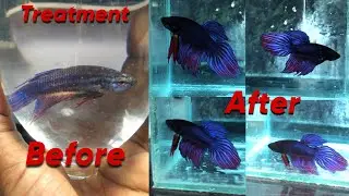 Treatment betta fish pindot disease cure