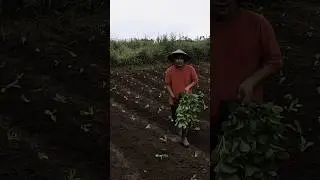 proses pindah tanam sawi putih, tetap semangat petani sawiputih