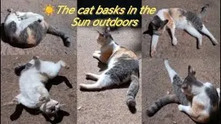 Cat enjoys sunbathing in the sandy yard 😻☀️ @mwcutecatsworld52 #cat #catlovers #catbehavior