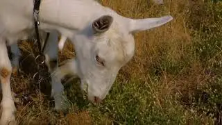 SWeet❤️❤️ goat😘😘😘garzing  short video