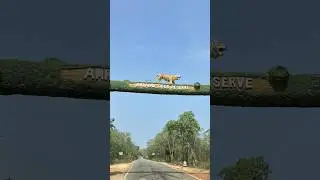 Amrabad Tiger Reserve Telangana, India#tiger #forest #openforest #safari #tigersighting #bengaltiger
